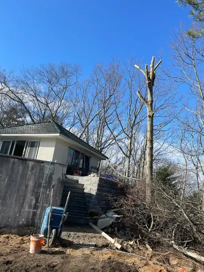 Tree Removal
